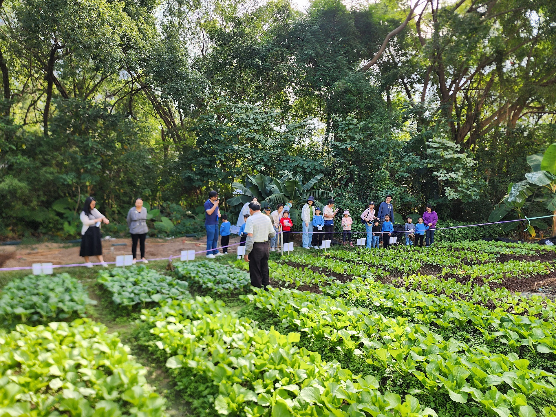 綠田園